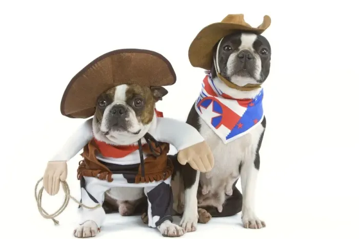 Framed Print : Dog - Boston Terrier wearing cowboy outfits Framed Print : Dog - Boston Terrier wearing cowboy outfits