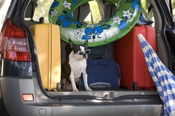Dog - Boston Terrier wearing sunglasses in back of family car going on Summer holiday