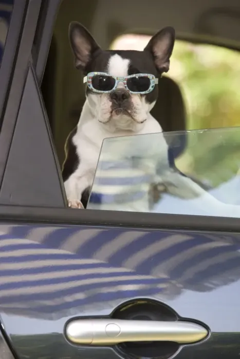 Framed Print : Dog - Boston Terrier wearing sunglasses looking out of car window Framed Print : Dog - Boston Terrier wearing sunglasses looking out of car window