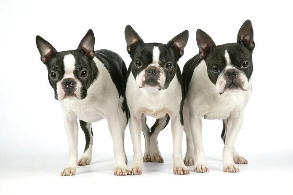 Dog - Boston Terriers. 3 Standing together