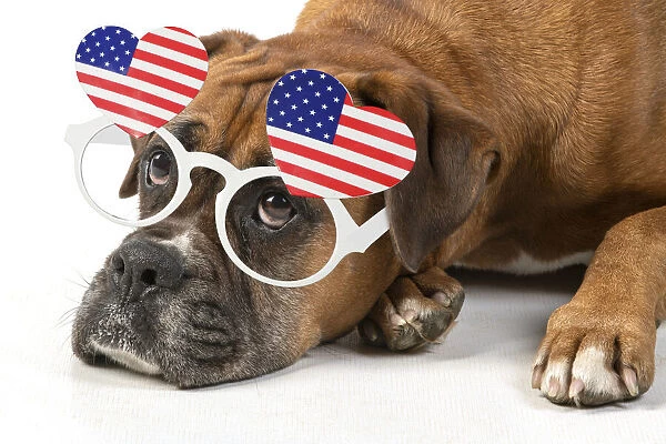 DOG. Boxer dog, laying down, face expressions, sad eyes, wearing American heart shaped glasses