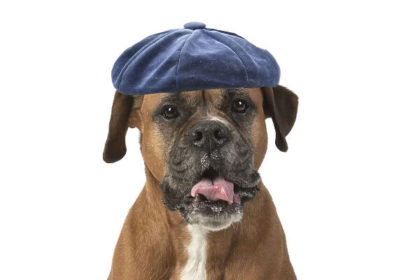 DOG. Boxer dog, sitting face expressions, studio, white back ground wearing blue hat