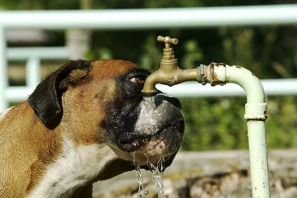 Dog - Boxer drinking from outside tap