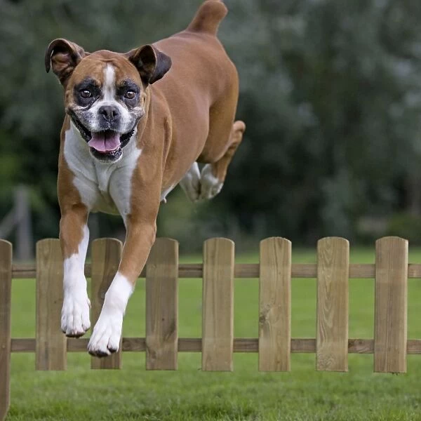 Dog - Boxer - jumping over fence in garden