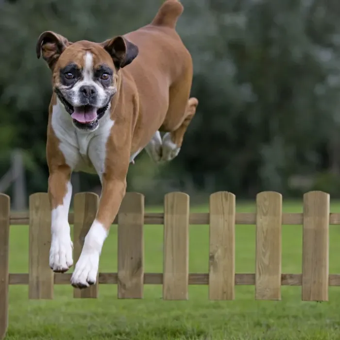 Framed Print : Dog - Boxer - jumping over fence in garden Framed Print : Dog - Boxer - jumping over fence in garden