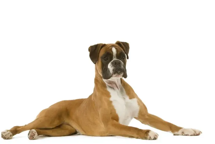 Framed Print : Dog - Boxer - lying down Framed Print : Dog - Boxer - lying down