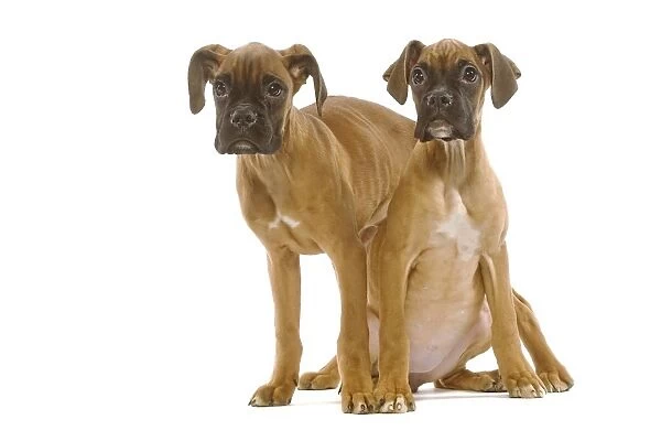 Dog - Boxer - two puppies in studio