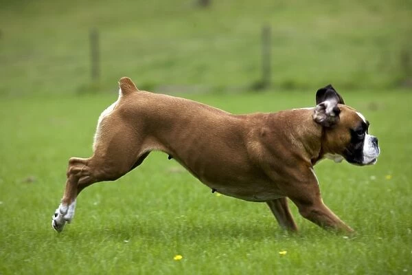 Dog - Boxer running in garden