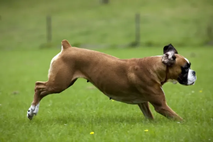 Framed Print : Dog - Boxer running in garden Framed Print : Dog - Boxer running in garden