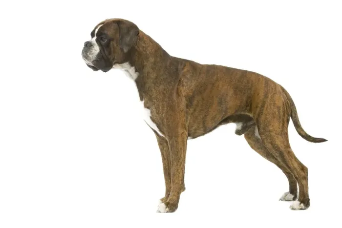 Framed Print : Dog - Boxer in studio Framed Print : Dog - Boxer in studio