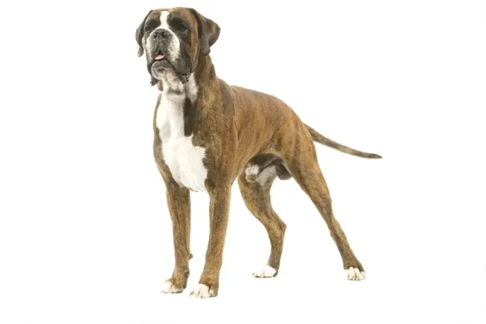 Framed Print : Dog - Boxer in studio Framed Print : Dog - Boxer in studio