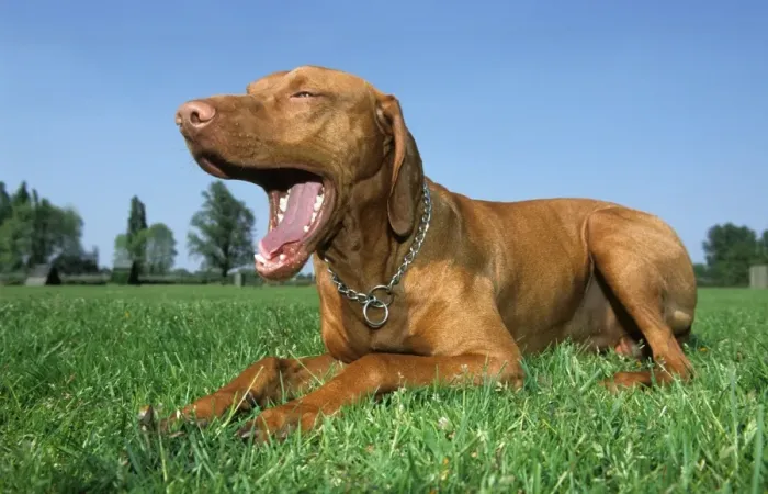 Framed Print : Dog - Bracco Italiano / Italian Pointer lying down in grass and yawning Framed Print : Dog - Bracco Italiano / Italian Pointer lying down in grass and yawning