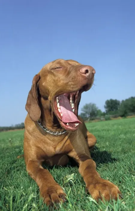Framed Print : Dog - Bracco Italiano / Italian Pointer lying down in grass and yawning Framed Print : Dog - Bracco Italiano / Italian Pointer lying down in grass and yawning