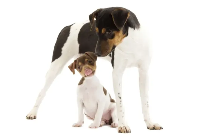 Framed Print : Dog - Brazilian Terrier - adult & puppy in studio Framed Print : Dog - Brazilian Terrier - adult & puppy in studio
