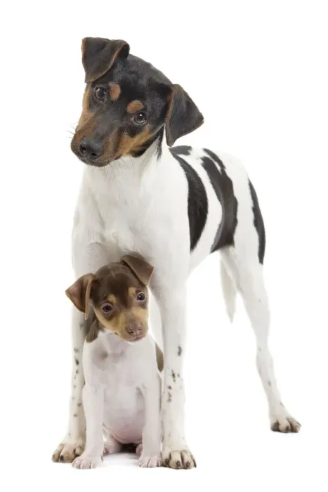Framed Print : Dog - Brazilian Terrier - adult & puppy in studio Framed Print : Dog - Brazilian Terrier - adult & puppy in studio