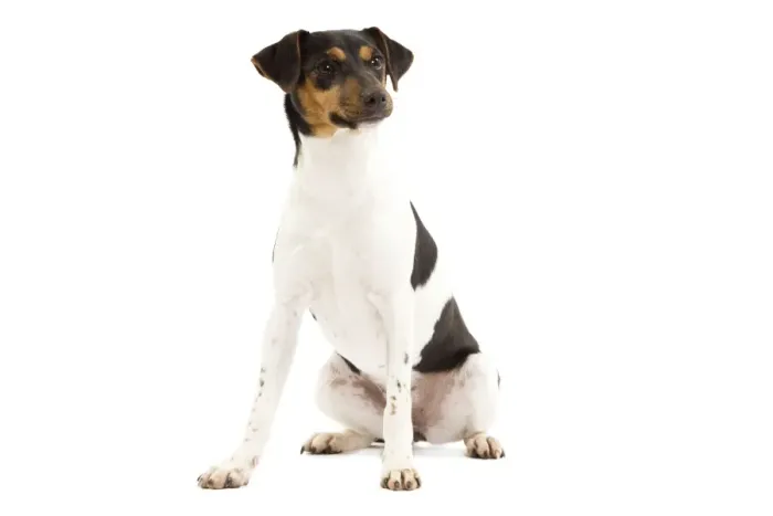 Framed Print : Dog - Brazilian Terrier - adult in studio Framed Print : Dog - Brazilian Terrier - adult in studio