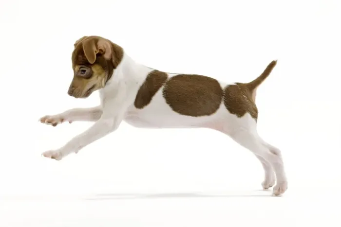 Framed Print : Dog - Brazilian Terrier puppy running in studio Framed Print : Dog - Brazilian Terrier puppy running in studio
