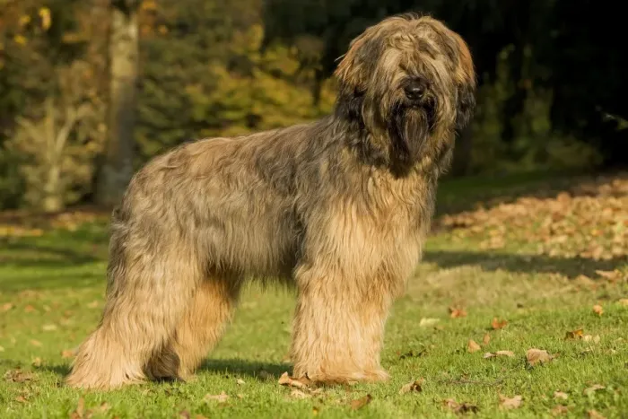 Framed Print : Dog - Briard / Berger de Brie Framed Print : Dog - Briard / Berger de Brie