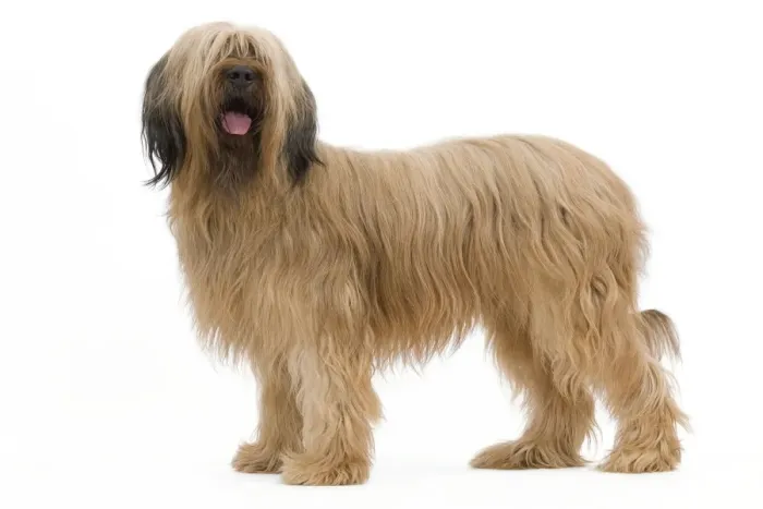 Framed Print : Dog - Briard Sheepdog Framed Print : Dog - Briard Sheepdog
