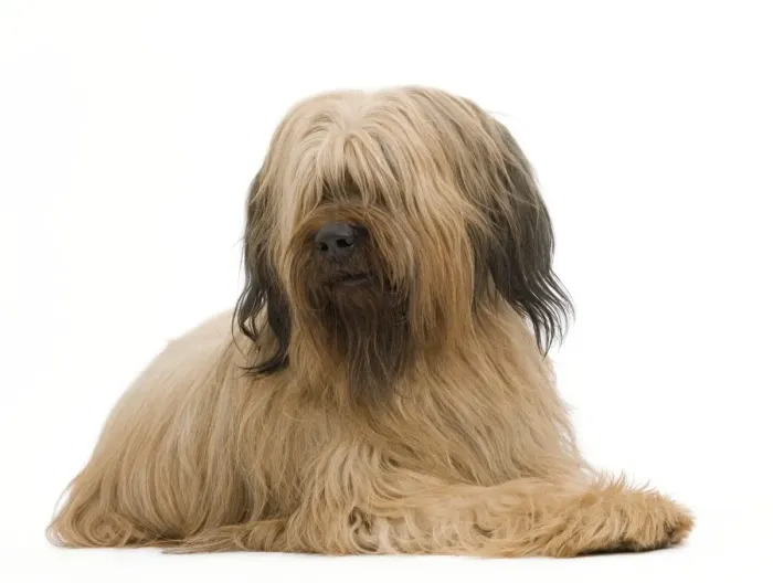 Framed Print : Dog - Briard Sheepdog Framed Print : Dog - Briard Sheepdog