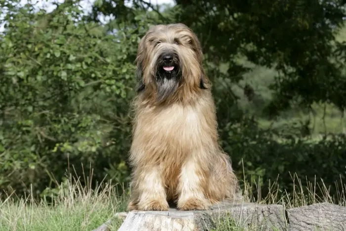 Framed Print : Dog - Briard sitting on tree stump Framed Print : Dog - Briard sitting on tree stump