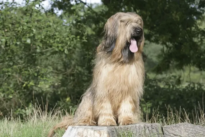 Framed Print : Dog - Briard sitting on tree stump with tongue sticking out Framed Print : Dog - Briard sitting on tree stump with tongue sticking out