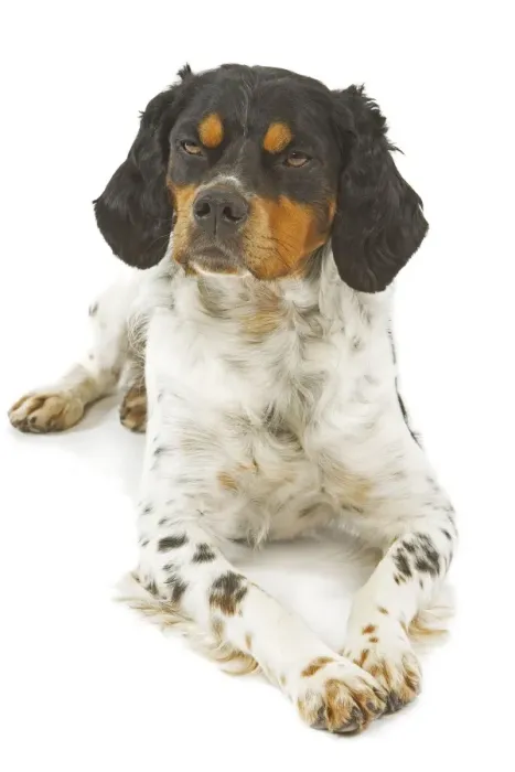 Framed Print : Dog - Brittany / Epagneul Breton Framed Print : Dog - Brittany / Epagneul Breton
