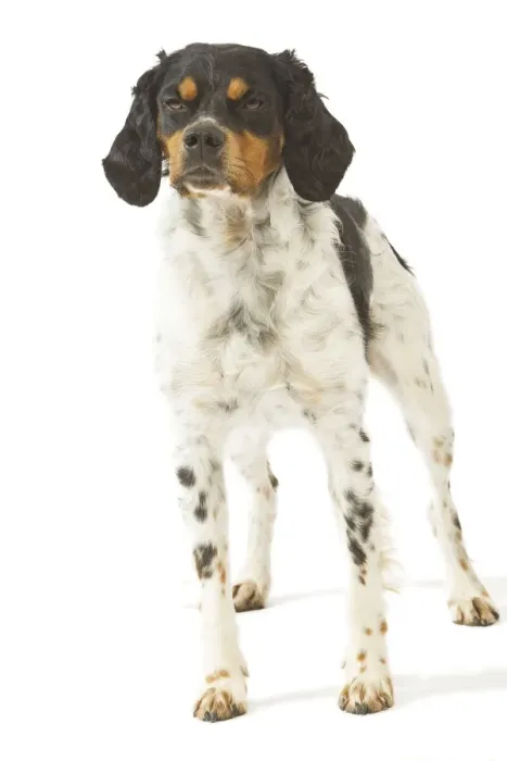 Framed Print : Dog - Brittany / Epagneul Breton Framed Print : Dog - Brittany / Epagneul Breton