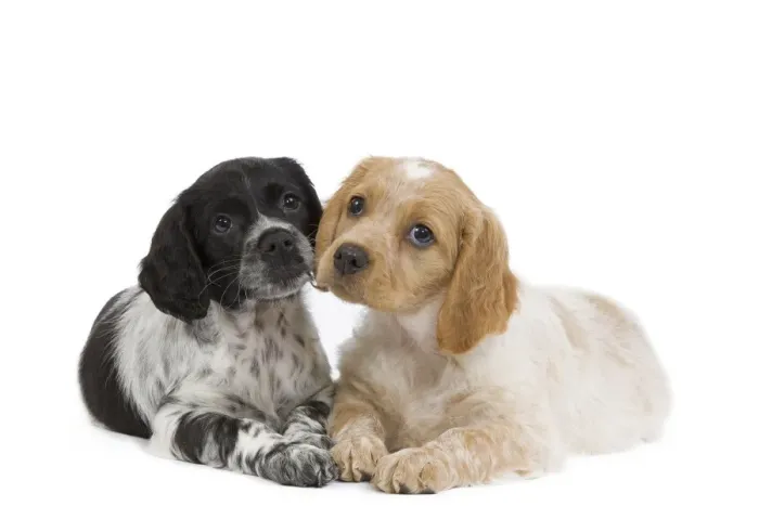 Framed Print : Dog - Brittany / Epagneul Breton puppies in studio Framed Print : Dog - Brittany / Epagneul Breton puppies in studio