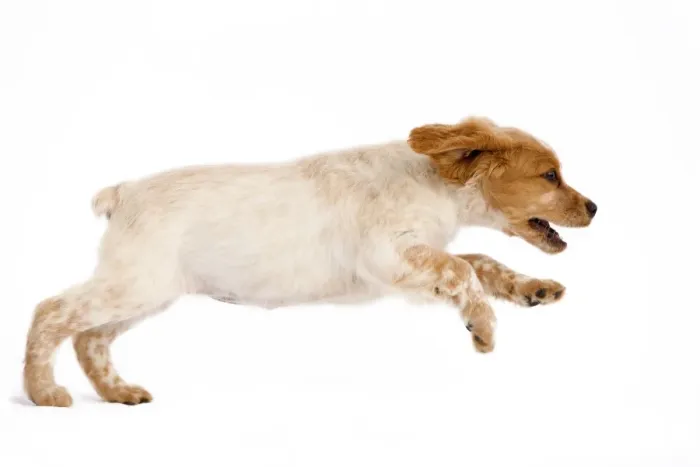Framed Print : Dog - Brittany / Epagneul Breton puppy running in studio Framed Print : Dog - Brittany / Epagneul Breton puppy running in studio