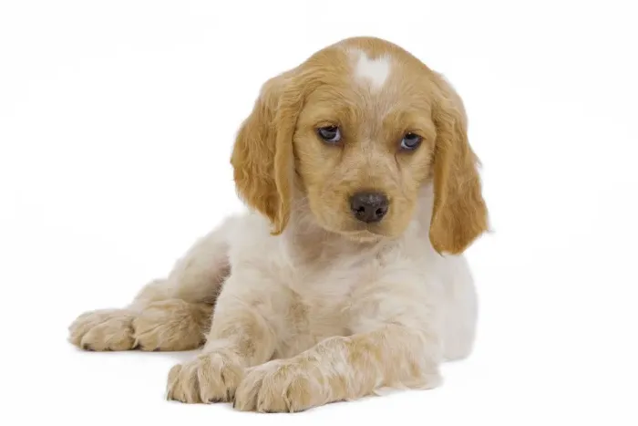 Framed Print : Dog - Brittany / Epagneul Breton puppy in studio Framed Print : Dog - Brittany / Epagneul Breton puppy in studio