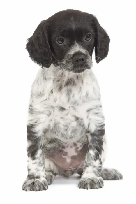 Framed Print : Dog - Brittany / Epagneul Breton puppy in studio Framed Print : Dog - Brittany / Epagneul Breton puppy in studio