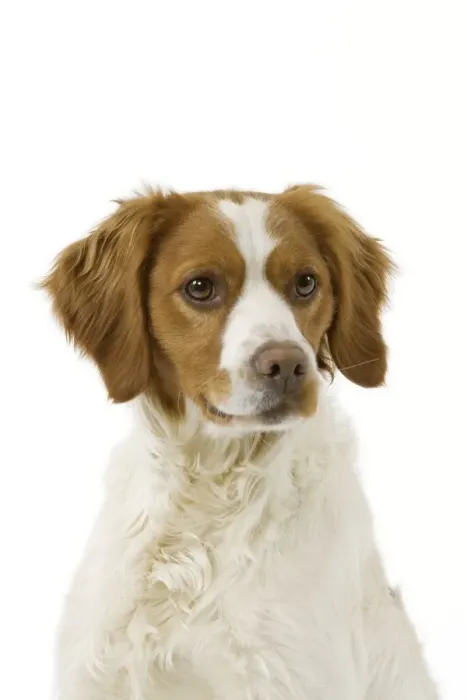 Framed Print : Dog - Brittany / Epagneul Breton in studio Framed Print : Dog - Brittany / Epagneul Breton in studio