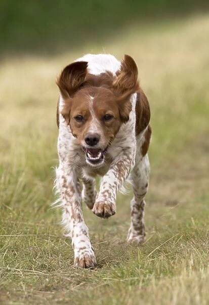 Dog Brittany Spaniel running