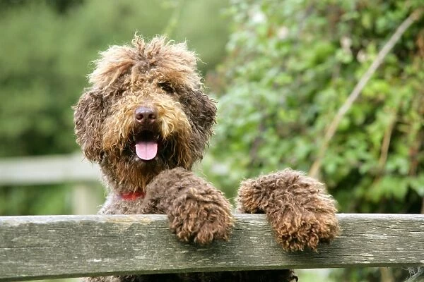 Dog - Brown Labradoodle with front paws on gate. With tongue sticking out