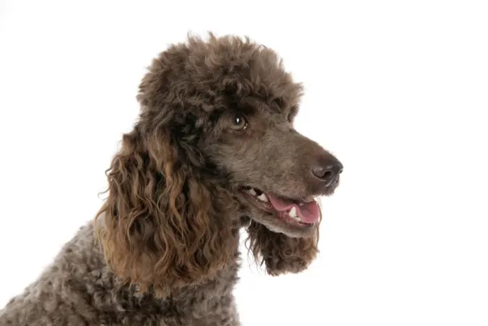 Framed Print : DOG. Brown miniature poodle Framed Print : DOG. Brown miniature poodle