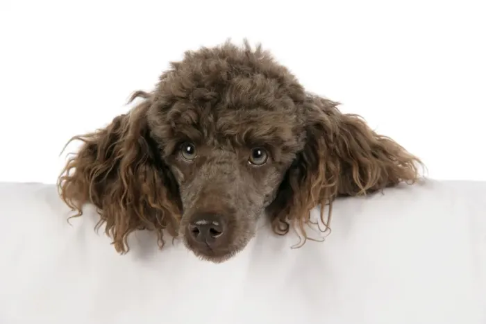 Framed Print : DOG. Brown miniature poodle with head over ledge Framed Print : DOG. Brown miniature poodle with head over ledge