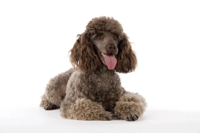 Framed Print : DOG. Brown miniature poodle laying down Framed Print : DOG. Brown miniature poodle laying down