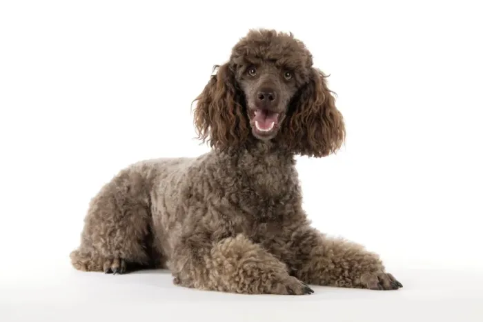 Framed Print : DOG. Brown miniature poodle laying down Framed Print : DOG. Brown miniature poodle laying down