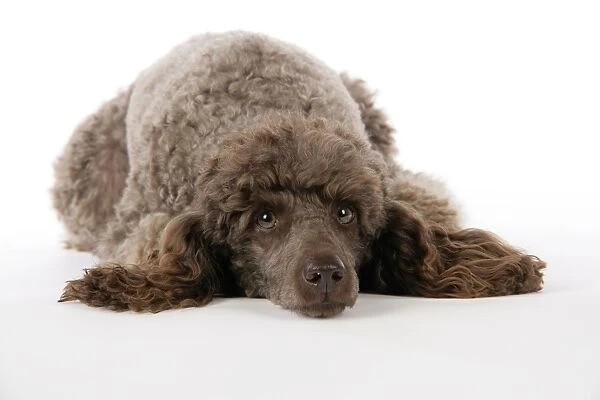DOG. Brown miniature poodle laying down