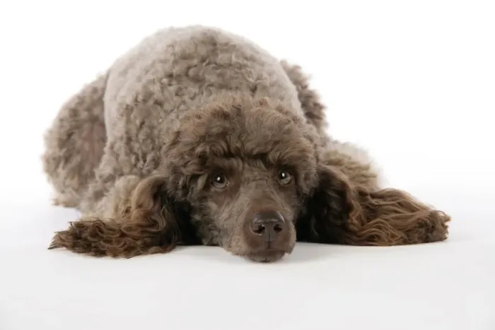 Framed Print : DOG. Brown miniature poodle laying down