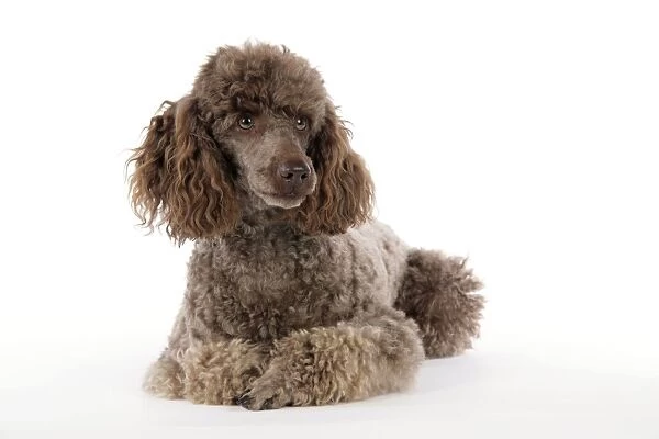 DOG. Brown miniature poodle laying down