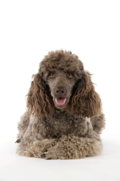Framed Print : DOG. Brown miniature poodle laying down Framed Print : DOG. Brown miniature poodle laying down