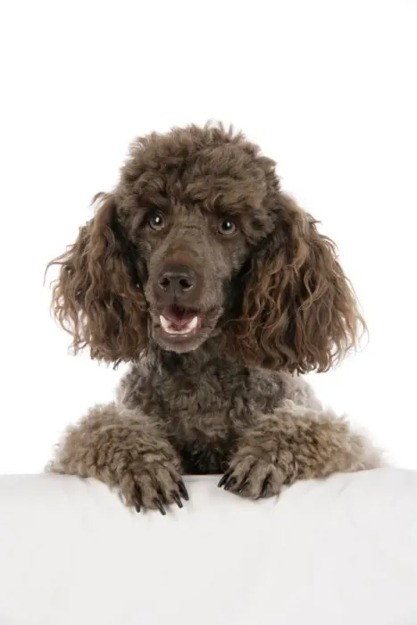 Framed Print : DOG. Brown miniature poodle with paws over ledge Framed Print : DOG. Brown miniature poodle with paws over ledge