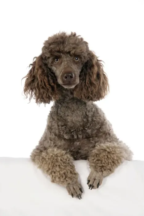 Framed Print : DOG. Brown miniature poodle with paws over ledge Framed Print : DOG. Brown miniature poodle with paws over ledge