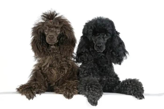 Framed Print : Dog. Brown poodle and black poodle with paws over ledge Framed Print : Dog. Brown poodle and black poodle with paws over ledge