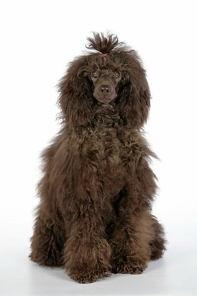 Dog. Brown poodle sitting down