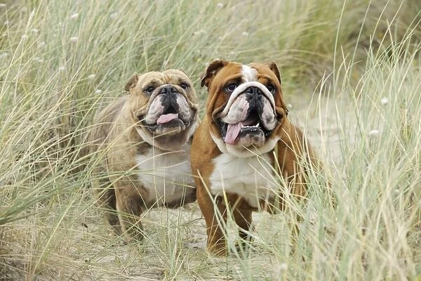 DOG. Bull dogs in sand dunes