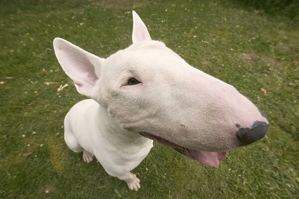 Dog - Bull Terrier, close-up of face