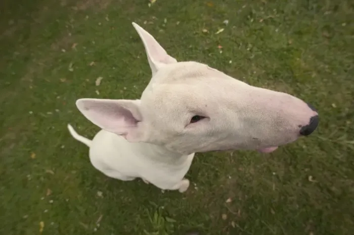 Framed Print : Dog - Bull Terrier, close-up of face Framed Print : Dog - Bull Terrier, close-up of face